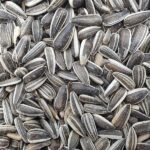Bird-Friendly Striped Versele Laga Sunflower Seeds - Image 2