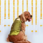 Dogs' Pet Set Go Kurta (Green)