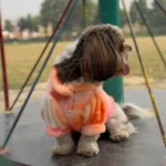 Pawgypets Fur Sweater for Dogs and Cats (Orange) - Image 5
