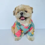 Bandani Kurta Pawgypets for Dogs and Cats (Multi Color)