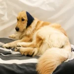 Skatrs Dog and Cat Ear Muffs with Sound Protection (Blue) - Image 3