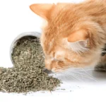 Cats' Jarred Basil Catnip - Image 4