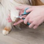 Dog and cat trixie face and paw scissors - Image 3