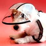 Dogs Four-Legged Black Raincoat by Barkbutler x Fofos - Image 2