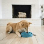 Dogs' Slow Feeder/Outdoor Hound Fun (Teal) - Image 6