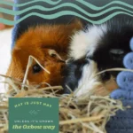 Dry Oxbow Western Timothy Hay Food for Guinea Pigs and Rabbits - Image 3