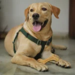 For aggressive chewers, the Barkbutler x Fofos Woodplay Bone Toy is a great option (Brown) - Image 7