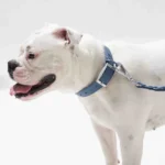 Furry & Co. Dog Weatherproof Collar (Indigo Blue) - Image 3
