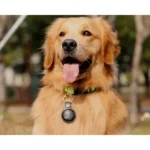 Mitag Black Dog and Cat Anti-Loss Device with Keychain | iOS - Image 2