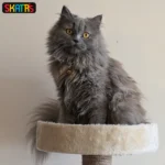 Scratchy Wonderland Jumbo Multi-Level Cat Tree Toy with Sisal Posts by Skatrs (Beige) - Image 2