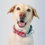 Teal Pink Dogobow Aztec Martingale Collar (Receive a Bow Free)