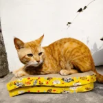 The two-piece Emily Pets Sofa Bed Scratching Pad for Kittens in Beige - Image 2