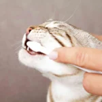 Trixie Cat Dental Hygiene Kit - Image 3