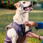 Dogs and cats can wear Skatrs Brocade Gold Printed Sherwani(Blue) - Image 5