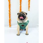 Sherwani Pawgypets for Dogs and Cats
