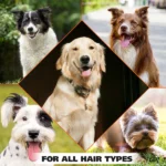 Wahl Cornflower Aloe Dog Deodorant for Puppies - Image 3