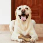 Dog Woodplay Brush Bone Toy Barkbutler x Fofos For Chewers (Brown) - Image 3