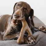 Dogs Wishbone Chew Toy with Peanut Butter Flavour For Vigorous Chewers - Image 4