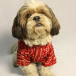 Dogs' Pawgypets Bandani Kurta (Red) - Image 3