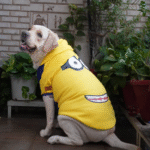 Dogs and Cats Pawgypets Stripe Hoodie Sweatshirt (Minion Yellow)