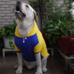 Dogs and Cats Pawgypets Stripe Hoodie Sweatshirt (Minion Yellow) - Image 2