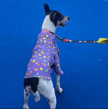 Fifteen buttons Dogs Scream You Scream Shirt