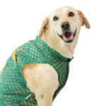 Skatrs Gold-Printed Brocade Sherwani for Cats and Dogs (Teal) - Image 2