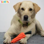 Skatrs Rope Chew Toy in the Shape of a Carrot for Dogs and Cats(Orange) - Image 5