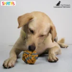 Skatrs Twisted Rope Chew Toy in the Shape of a Ball for Dogs and Cats - Image 4