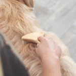 Trixie Detangler for Dogs with Long Hair - Image 5